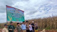 Panen Raya Jagung di Kopo, DKPP Kabupaten Serang Dukung Swasembada dan Petani yang Mandiri.